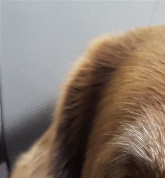 Vil du gerne glæde din gamle hund? God ide! synes Sille